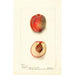 Reproduktion des Gemäldes Prunus persica Yum Yum - Deborah Griscom Passmore
