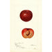Prunus simonii - Deborah Griscom Passmore — Ansicht des Kunstwerks