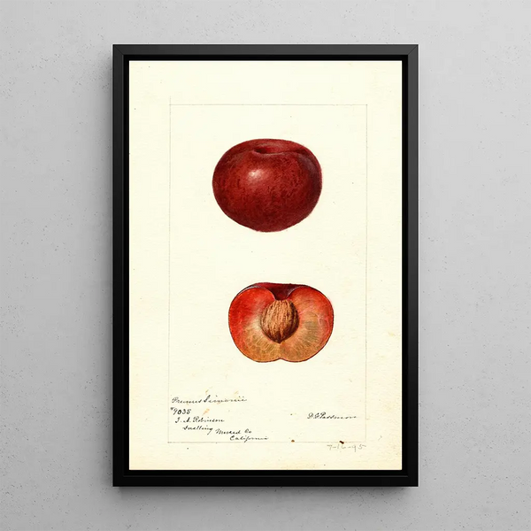 Prunus simonii - Deborah Griscom Passmore — gerahmtes Bild an der Wand