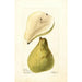 Pyrus communis Baum Kurve - Deborah Griscom Passmore — Ansicht des Kunstwerks