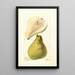 Pyrus communis Baum Kurve - Deborah Griscom Passmore — gerahmtes Bild an der Wand