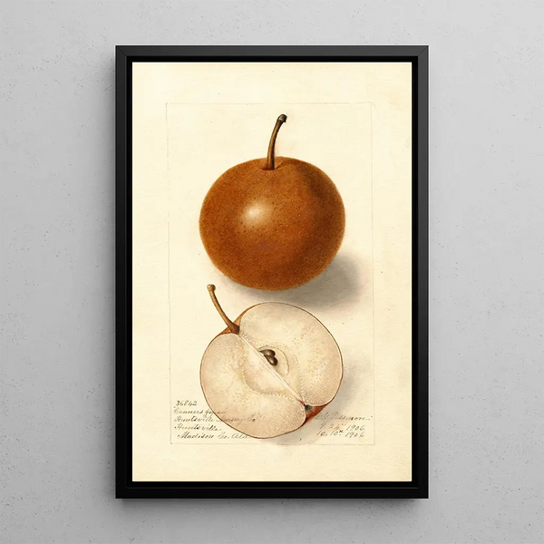 Reproduktion des Gemäldes Pyrus communis Canners Japan - Deborah Griscom Passmore
