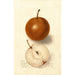 Reproduktion des Gemäldes Pyrus communis Canners Japan - Deborah Griscom Passmore