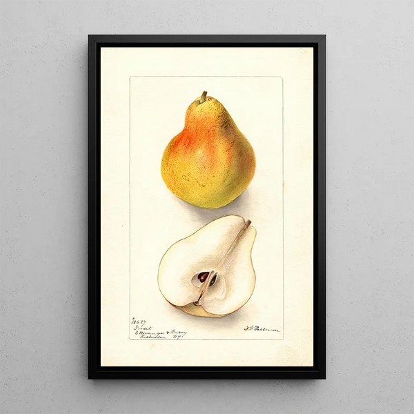 Pyrus communis Dorsett - Deborah Griscom Passmore — gerahmtes Bild an der Wand