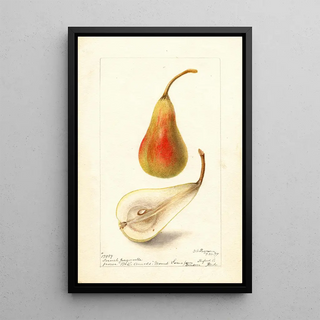 Deborah Griscom Passmore - Pyrus communis French Jargonelle.webp