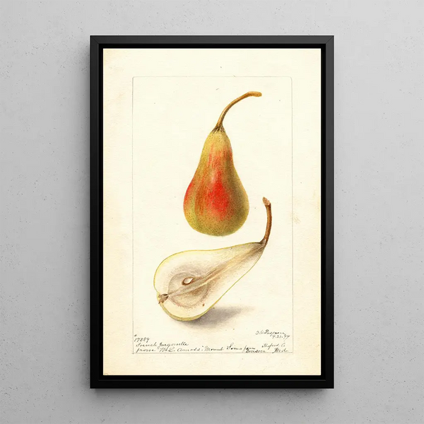 Pyrus communis Jargonelle française - Deborah Griscom Passmore — gerahmtes Bild an der Wand