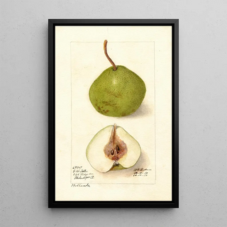 Deborah Griscom Passmore - Pyrus communis Holland.webp
