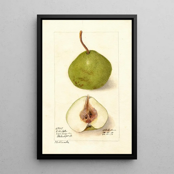 Pyrus communis Hollande - Deborah Griscom Passmore — gerahmtes Bild an der Wand