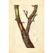 Pyrus communis Howell - Deborah Griscom Passmore — Ansicht des Kunstwerks