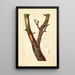 Pyrus communis Howell - Deborah Griscom Passmore — gerahmtes Bild an der Wand