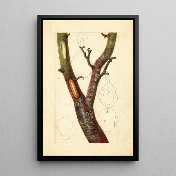 Pyrus communis Howell - Deborah Griscom Passmore — gerahmtes Bild an der Wand