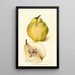 Pyrus communis Johnsons Nameless Winter - Deborah Griscom Passmore — gerahmtes Bild an der Wand