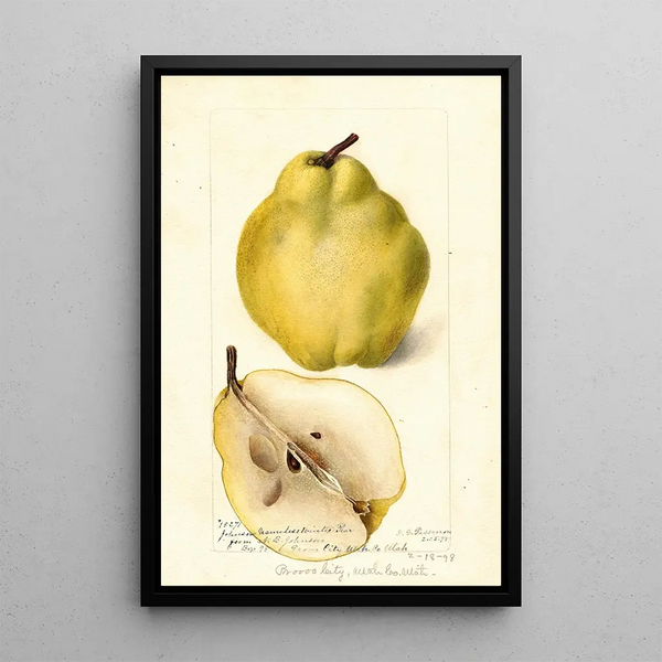 Pyrus communis Johnsons Nameless Winter - Deborah Griscom Passmore — gerahmtes Bild an der Wand