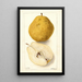 Pyrus communis Kieffer - Deborah Griscom Passmore — gerahmtes Bild an der Wand