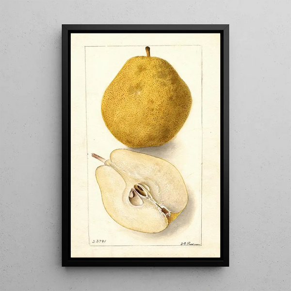 Pyrus communis Kieffer - Deborah Griscom Passmore — gerahmtes Bild an der Wand