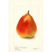 Pyrus communis König Karl von Wurtemberg - Deborah Griscom Passmore — Ansicht des Kunstwerks