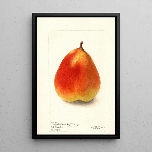 Pyrus communis König Karl von Wurtemberg - Deborah Griscom Passmore — gerahmtes Bild an der Wand