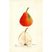 Pyrus communis Lawson - Deborah Griscom Passmore — Ansicht des Kunstwerks