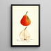 Pyrus communis Lawson - Deborah Griscom Passmore — gerahmtes Bild an der Wand