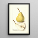 Pyrus communis Madame Treyve - Deborah Griscom Passmore — gerahmtes Bild an der Wand