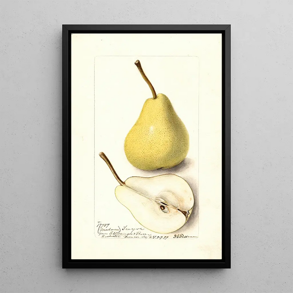Pyrus communis Madame Treyve - Deborah Griscom Passmore — gerahmtes Bild an der Wand