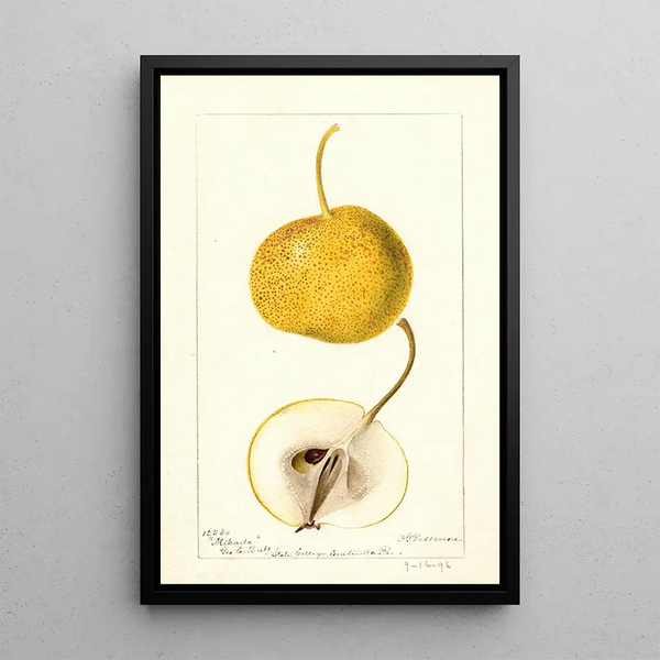 Pyrus communis Mikado - Deborah Griscom Passmore — gerahmtes Bild an der Wand