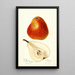 Reproduktion des Gemäldes Pyrus communis Ogerean - Deborah Griscom Passmore