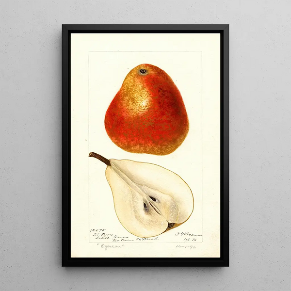 Reproduktion des Gemäldes Pyrus communis Ogerean - Deborah Griscom Passmore