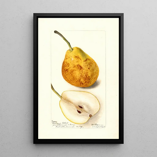 Reproduktion des Gemäldes Pyrus communis Président Gilbert - Deborah Griscom Passmore