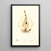 Pyrus communis Rossney - Deborah Griscom Passmore — gerahmtes Bild an der Wand