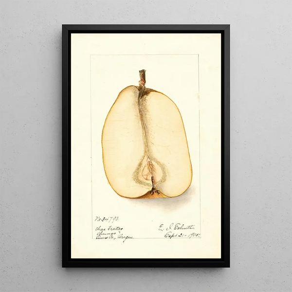 Reproduktion des Gemäldes Pyrus communis Souvenir du Congrès - Deborah Griscom Passmore