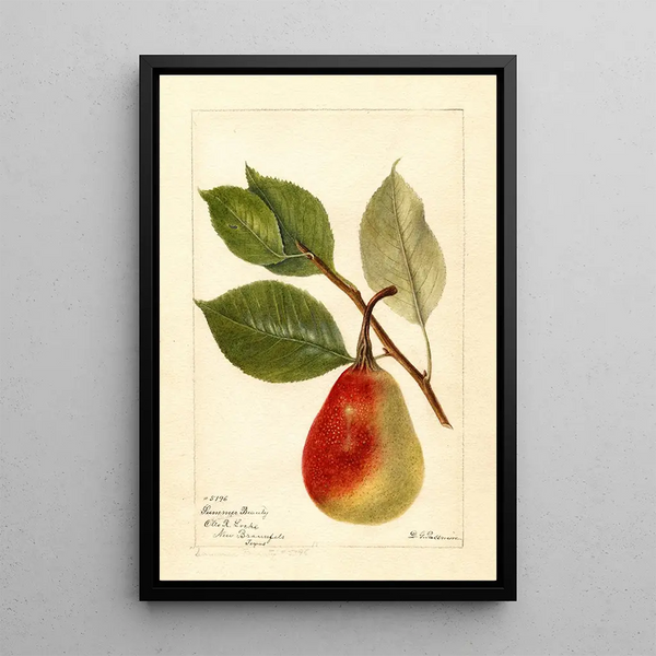 Reproduktion des Gemäldes Pyrus communis Schönheit des Sommers - Deborah Griscom Passmore
