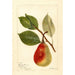 Reproduktion des Gemäldes Pyrus communis Schönheit des Sommers - Deborah Griscom Passmore