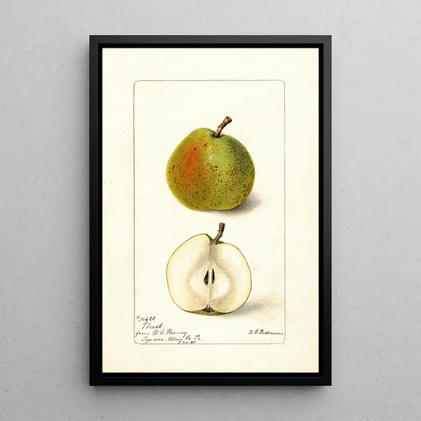 Pyrus communis Wiest - Deborah Griscom Passmore — gerahmtes Bild an der Wand