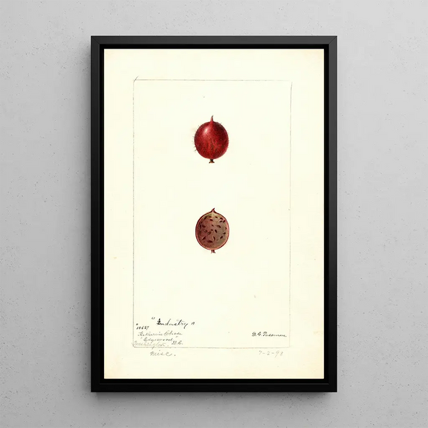 Ribes Industrie - Deborah Griscom Passmore — gerahmtes Bild an der Wand