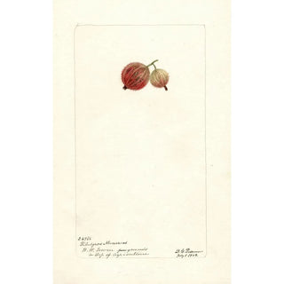Deborah Griscom Passmore - Ribes Ribesgros Abenarius.webp