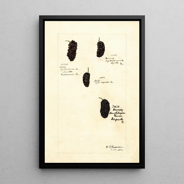 Rubus - Deborah Griscom Passmore — gerahmtes Bild an der Wand