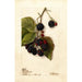 Rubus Blowers - Deborah Griscom Passmore — Ansicht des Kunstwerks