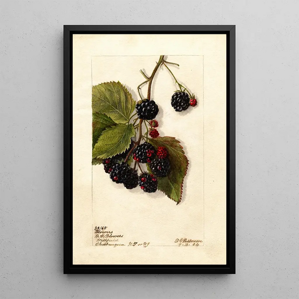 Rubus Blowers - Deborah Griscom Passmore — gerahmtes Bild an der Wand
