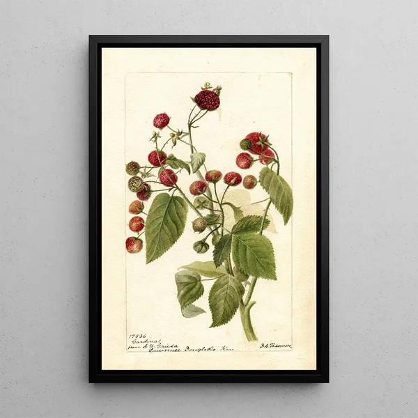 Reproduktion des Gemäldes Rubus Cardinal - Deborah Griscom Passmore