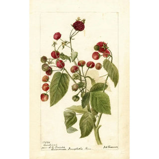 Deborah Griscom Passmore - Rubus Cardinal.webp
