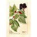 Reproduktion des Gemäldes Rubus Conrath - Deborah Griscom Passmore