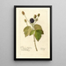 Reproduktion des Gemäldes Rubus Everblooming - Deborah Griscom Passmore