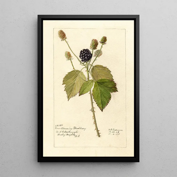 Reproduktion des Gemäldes Rubus Everblooming - Deborah Griscom Passmore