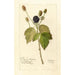 Reproduktion des Gemäldes Rubus Everblooming - Deborah Griscom Passmore