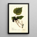 Rubus Gault - Deborah Griscom Passmore — gerahmtes Bild an der Wand