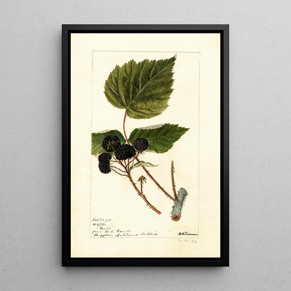 Rubus Gault - Deborah Griscom Passmore — gerahmtes Bild an der Wand