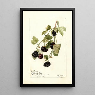 Deborah Griscom Passmore - Rubus Indian Maiden.webp