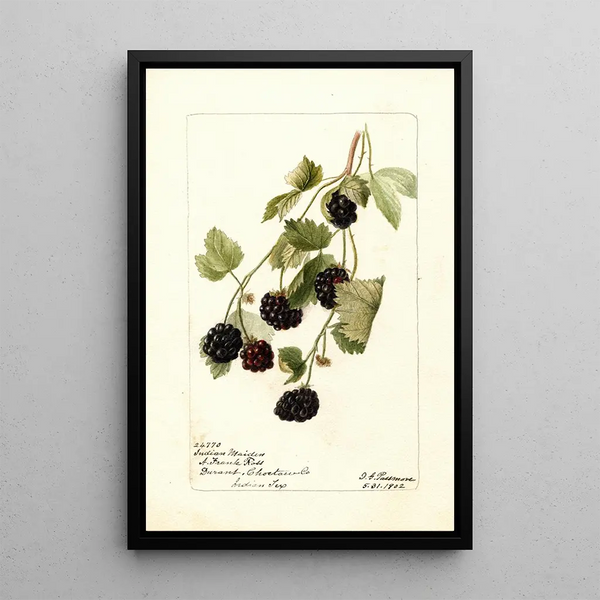 Rubus Jeune Indienne - Deborah Griscom Passmore — gerahmtes Bild an der Wand