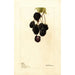 Rubus Lawton - Deborah Griscom Passmore — Ansicht des Kunstwerks